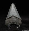 Classic Inch Carcharocles Megalodon Tooth #53-2